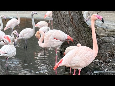 Kenge per femije - Pse u merzit mami - Mishela Rapo