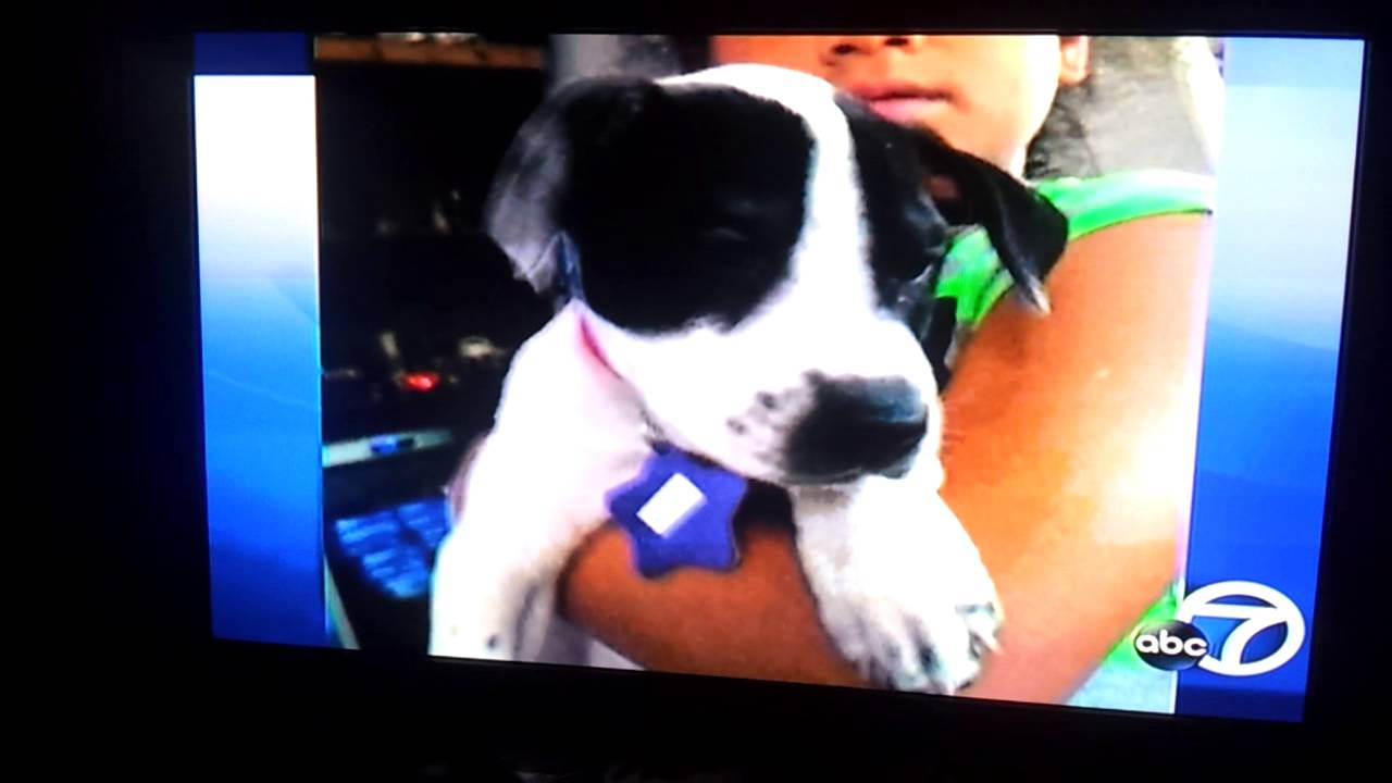 Stolen Sonora from rocket dog