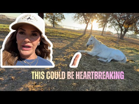 Everything Hit at Once… Hard Decisions for Betty + Huge Wins for the Sale Horses