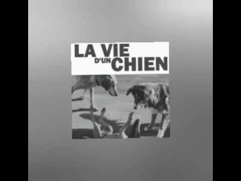 Vie de chien 08.21.2024 💙🥷🏽✨