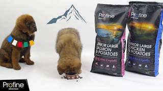 Profine Junior Large Salmon & Potatoes 15 kg