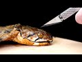 WE DISSECT POISONOUS DEAD COBRA. WHAT IS INSIDE THE POISONOUS COBRA GLANDS? THROUGH THE MICROSCOPE