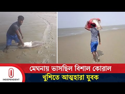 মেঘনায় ভাসছিল বিশাল কোরাল, হাতে ধরে খুশিতে আত্মহারা যুবক | Koral fish | Independent TV