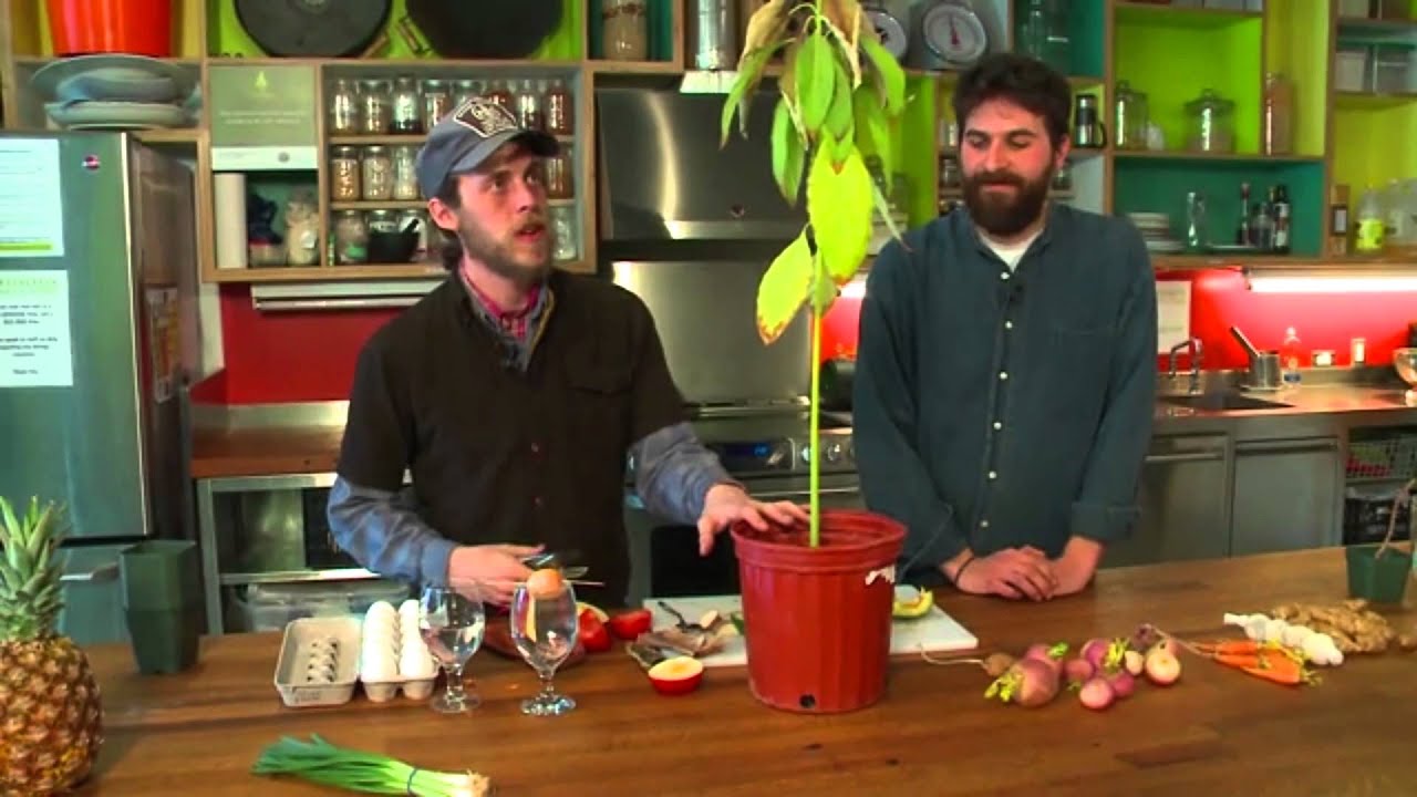 Grow from your Groceries