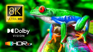 Dolby Vision 8K HDR 210fps [OLED TEST DEMO] - The Wonders of EARTH 4K Video ULTRA HD #8K