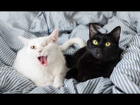 All About My Cats, Coco and Eloise!