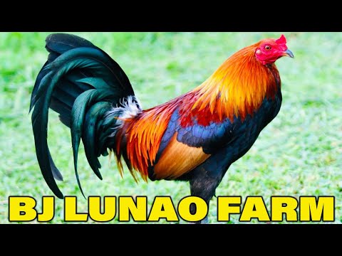 Best Big Farm In The Philippines - Hernani Boy J Jimenez | Beautiful Birds