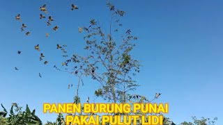 Download lagu MULUT BURUNG PUNAI DAPAT BANYAK!! PANEN PUNAI mp3 Download lagu MULUT BURUNG PUNAI DAPAT BANYAK!! PANEN PUNAI mp3