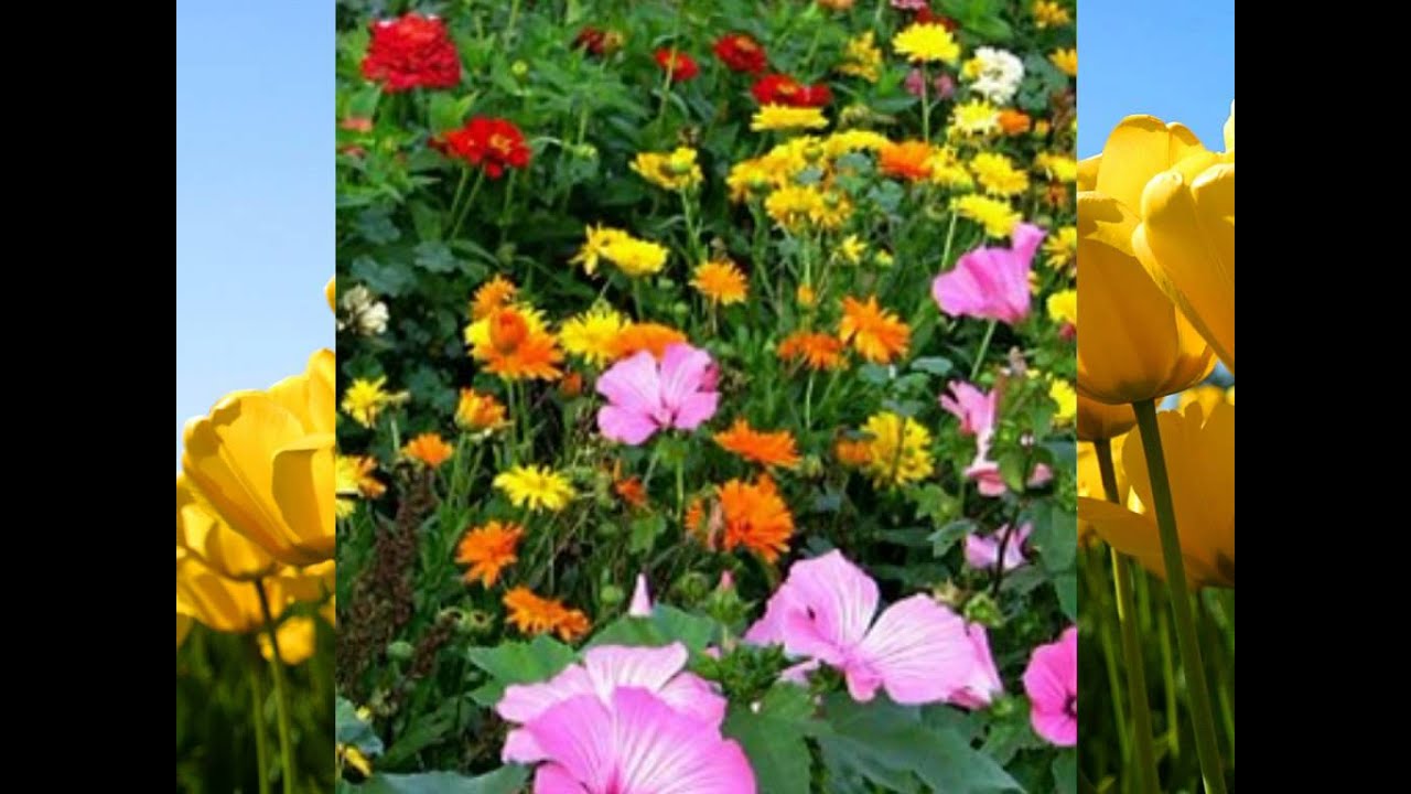 Aye Sanam Tum Hi Base Lyrics  | Aanchal Tera Dhalka Hua | Kumar Sanu | Nadeem Saifi, Shravan Rathod