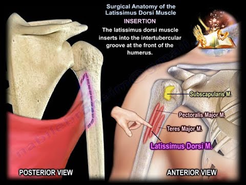 Anatomía quirúrgica del músculo dorsal ancho - Todo lo que se necesita saber