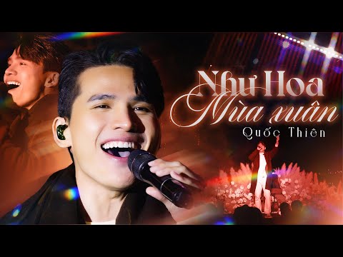 Như Hoa Mùa Xuân - Quốc Thiên (Bản Đẹp 4K) | Live at #Lululola