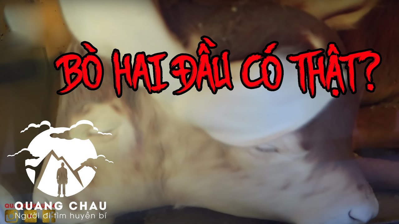 Bất ngờ phát hiện BÒ HAI ĐẦU trong chùa Hang Trà Vinh | Nam Tông Trà Vinh 6
