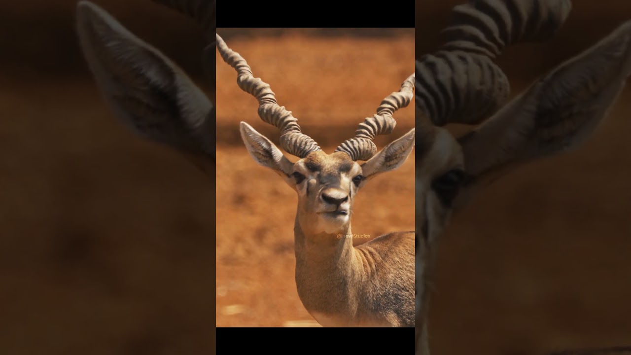 Blackbuck Horn Morphology: Adaptations and Biology