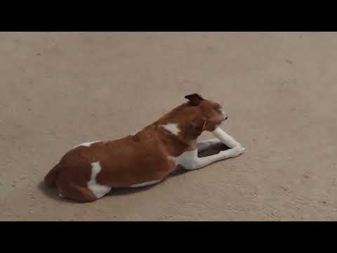 Doggie Dental Self-Care!