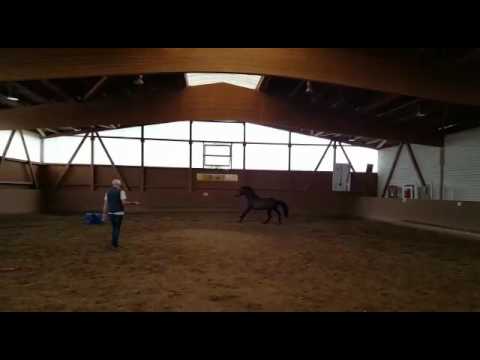 *2013 Dressage Royal x Belissimo M