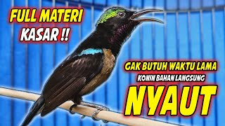 Download lagu SUARA BURUNG KOLIBRI NINJA GACOR FULL TEMBAKAN CILILIN !! PANCINGAN KONIN AGAR CEPAT BONGKAR ISIAN mp3