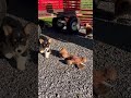 Welsh Corgi Pembroke dogs for sale: Theresa🐾❤️Akc Genetic Tested CLear ❤️ - Video 1