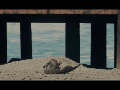 Dulce muerte (Sweet Death) | Tráiler