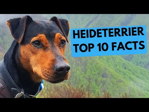 Heideterrier Dog Breed - Facts and Information