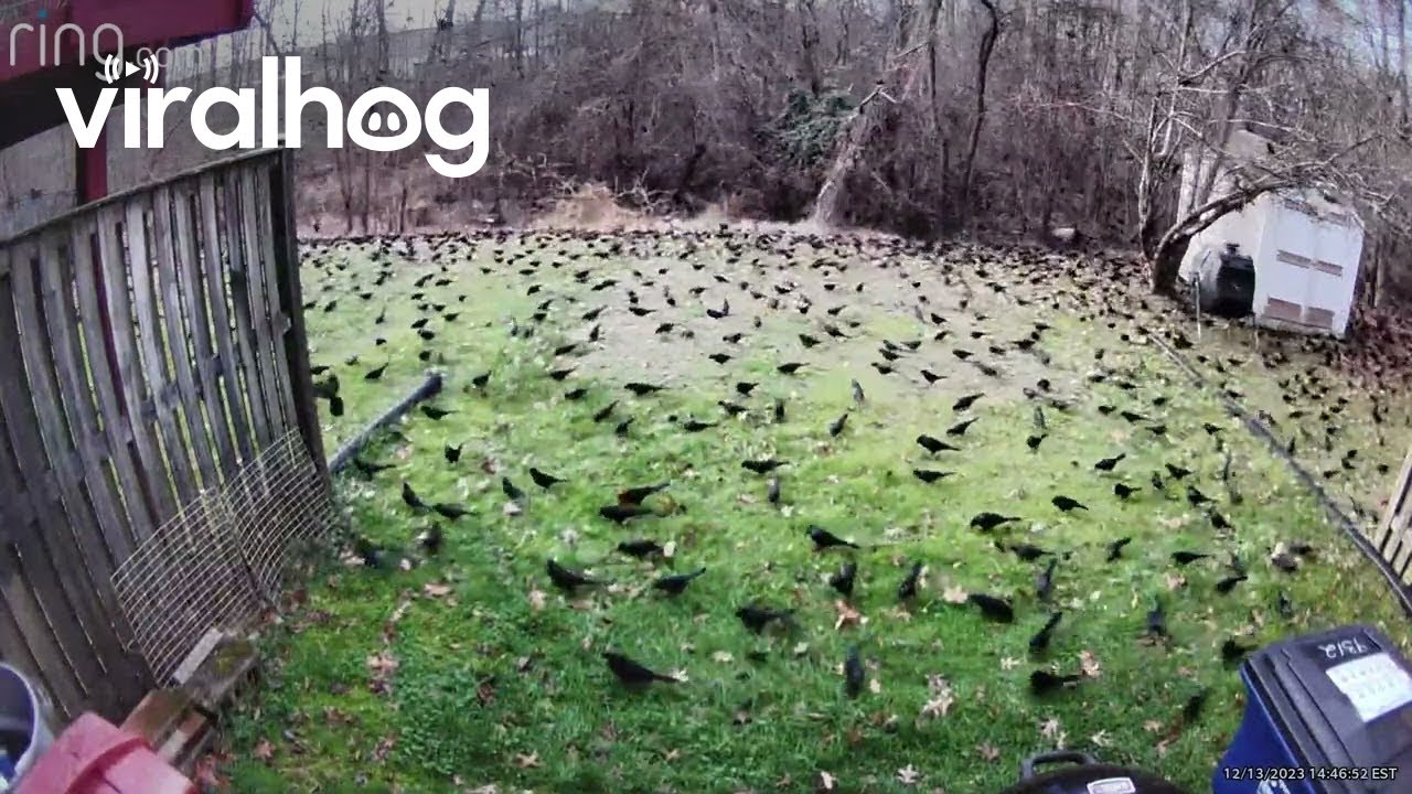 Huge Bird Flock in Backyard || ViralHog