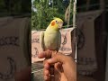 Birds Wildliferescue Facts Parrot Pets Wildlife Rescue Amazingfacts Vibrantbirds Cockatiel
