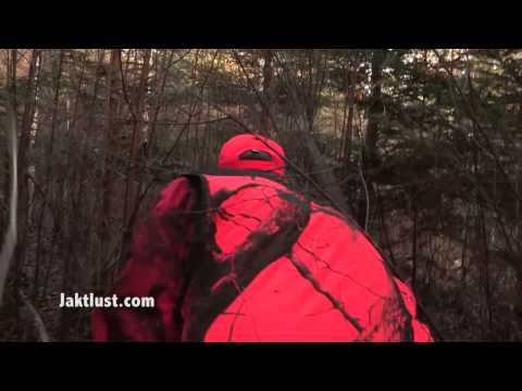 Jaktlust säsong fem - Trailer Drevjakt på vildsvin