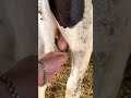 I checked if everything is fine #farm #bulls #calf #cows #veterinary