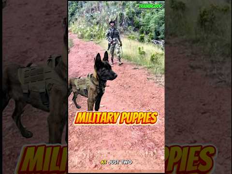 ❌❌❌training dog belgian malinois #dog #malinois #k9 #puppy #dogtraining