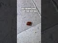 Bug identification: confirmed bed bug #bedbuginspector #bedbugs