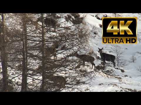 Cervi ruminano tra la neve in val di Rabbi Trentino alto adige swarovski atx 115mm iPhone 125 pro 4K