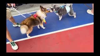 Good Pet Fair 2026 Kampung Edition FULL TOUR( Do Pet Owners in Singapore Prefer Raise Dogs)