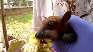 preview picture of video 'straw-coloured fruit bat (Eidolon helvum) - feeding banana 1'