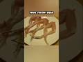 Dead Animals Caught Moving Animals Facts Animalfacts Factvideo