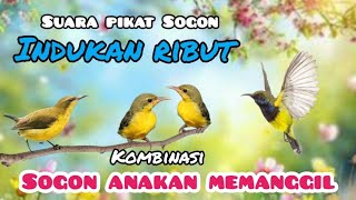 Download lagu JERNIH !!  Suara Pikat Sogon  Ribut Kombinasi Sogon Anakan Memanggil Indukan  mp3