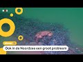 'Er sterven veel dieren in achtergebleven visnetten'