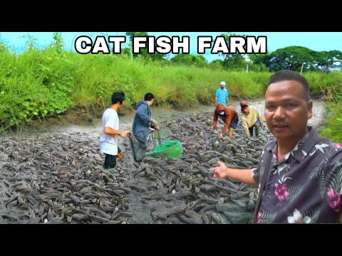 Visited Giant Cat Fish Farm in Krabi Thailand