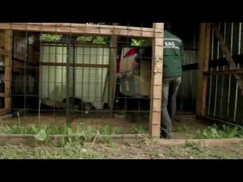 Proyecto de rescate, retorno y liberación de cóndores