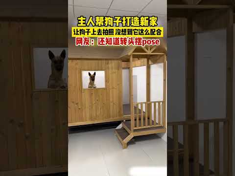主人幫狗子打造新家讓狗狗上去拍照，沒想到它這麼配合，網友：還知道轉頭擺pose