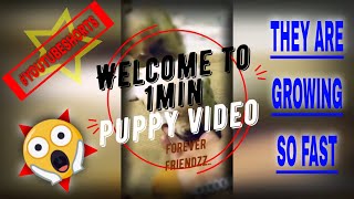 Youtube shorts  Welcome to 1 minute puppy video