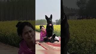 Download lagu Black Dog #dog #blackdog #amazing #dogs #dogshorts mp3