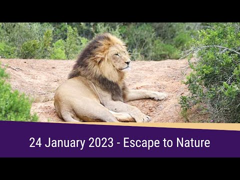 Escape to Nature Highlights 24 January 2023