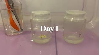 How to perform  Plant Tissue Culture Experiments at Home (Part 1)