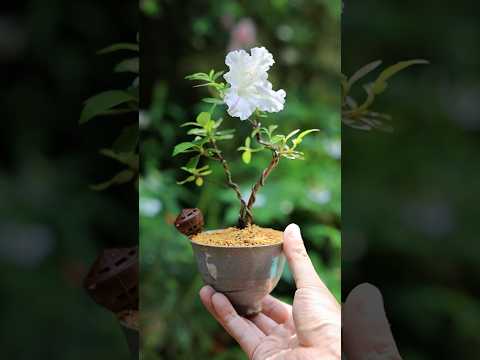 乾燥に強い植物