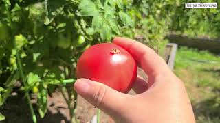 Посадка и выращивание томата Непас