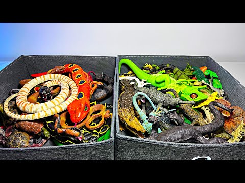 Reptiles, Crocodile, Alligator, Snake, Python, Cobra, Iguana, Chameleon, Indian Gharial, Rattlesnake