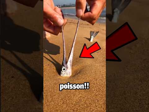 Si vous trouvez ce poisson, ne le touchez jamais‼️. #shorts