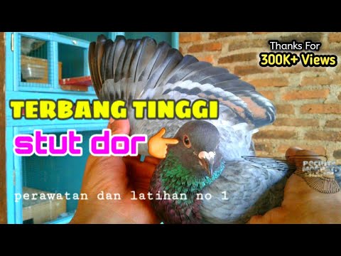 Tinggian Novyj Trend Smotret Onlajn Na Sajte Trendovi Ru