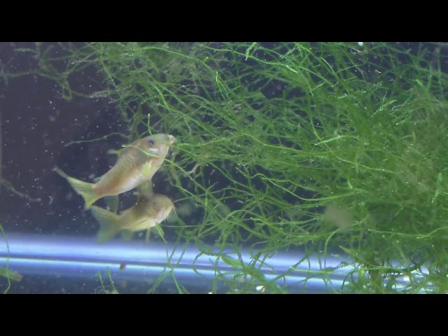 Fish Room Update #22 Orange Laser Corydoras Spawning - Brine Shrimp Hatchery. CW010
