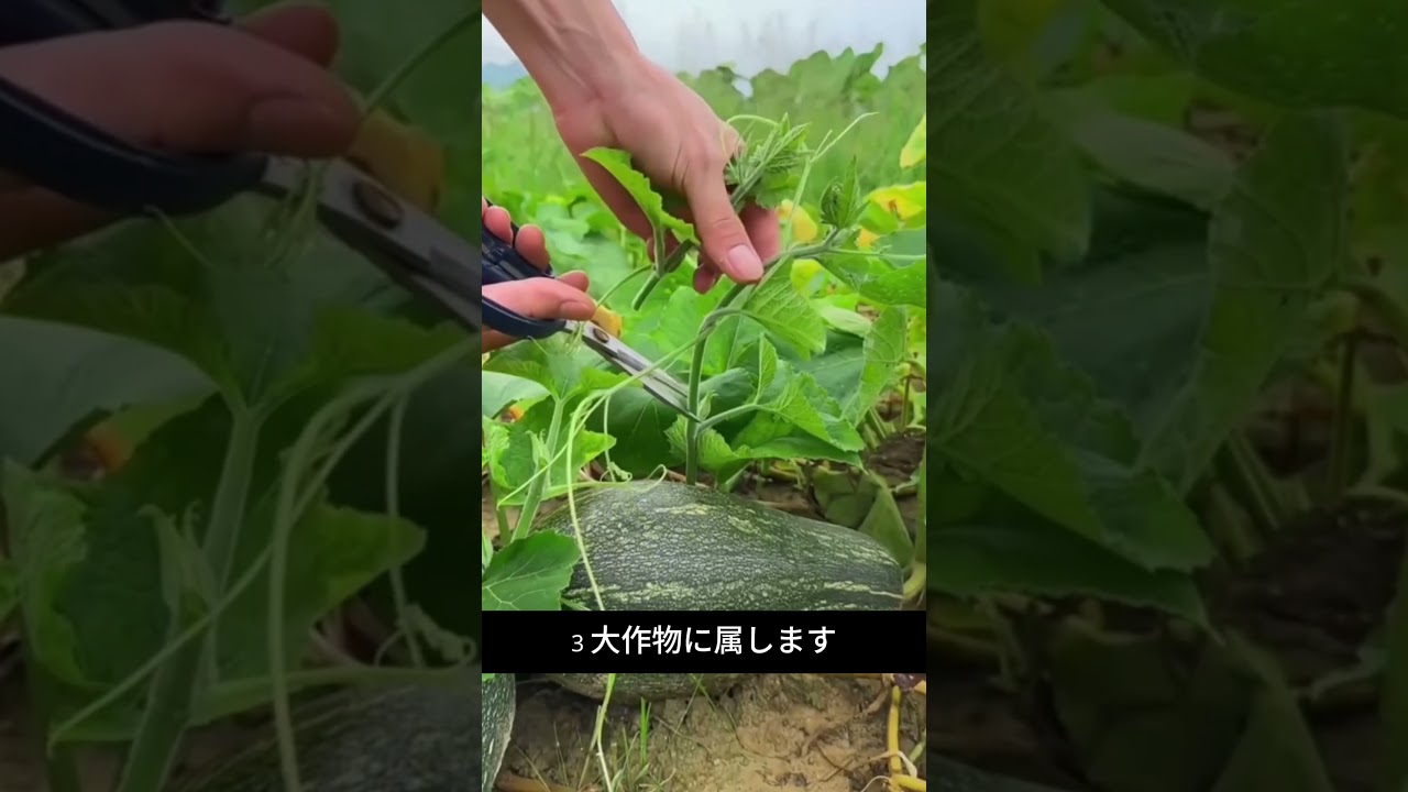 99%が捨てるかぼちゃのこれ、食べたことある？