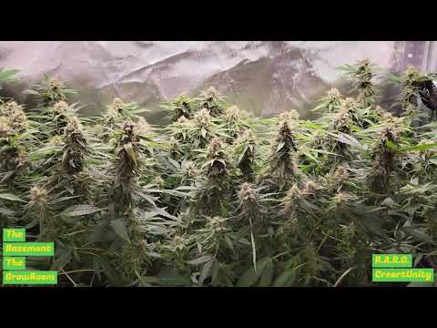 Orange Bud (Dutch Passion): 4a cosecha (37º día)